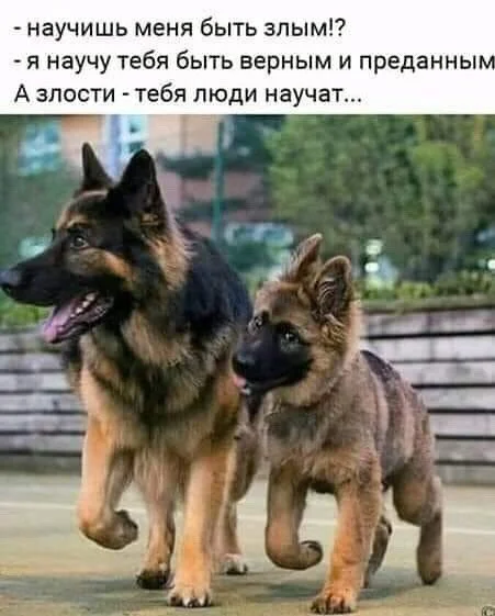 Мемы с надписями