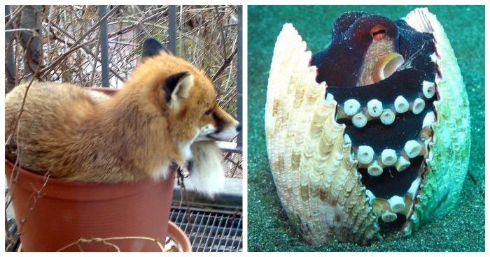 Очаровательные создания: 22 примера того, что они устроятся где захотят