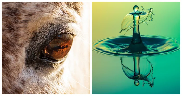 22 фотографии, показывающие, что целая вселенная прячется в деталях