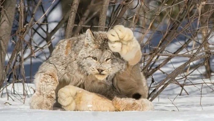 25+ снимков необычно гигантских предметов и живых существ