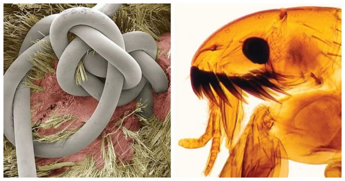 25 удивительных снимков знакомых предметов под микроскопом