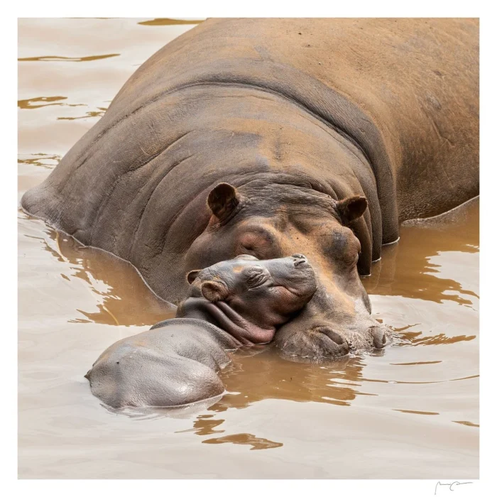 30 позитивных зверюшек, которые поднимут настроение лучше кофе ☀️