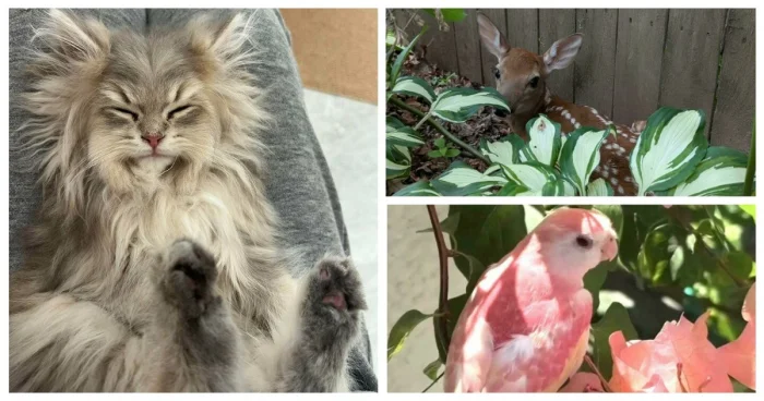 30 забавных фото животных, которые моментально поднимут настроение