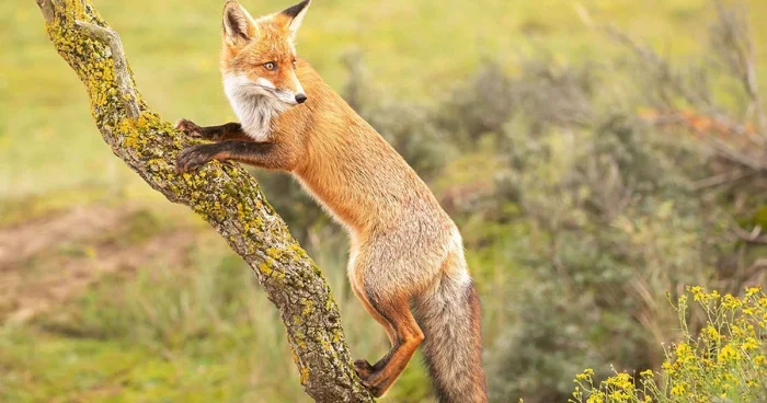 31 факт, доказывающий, что лисы куда удивительнее, чем мы думаем