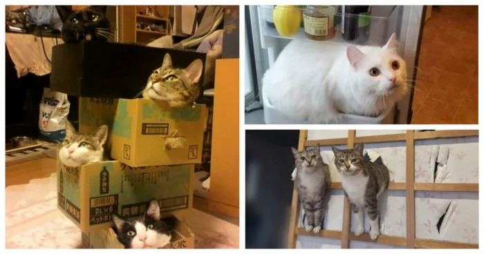 35 примеров того, что коты могут устроиться где угодно