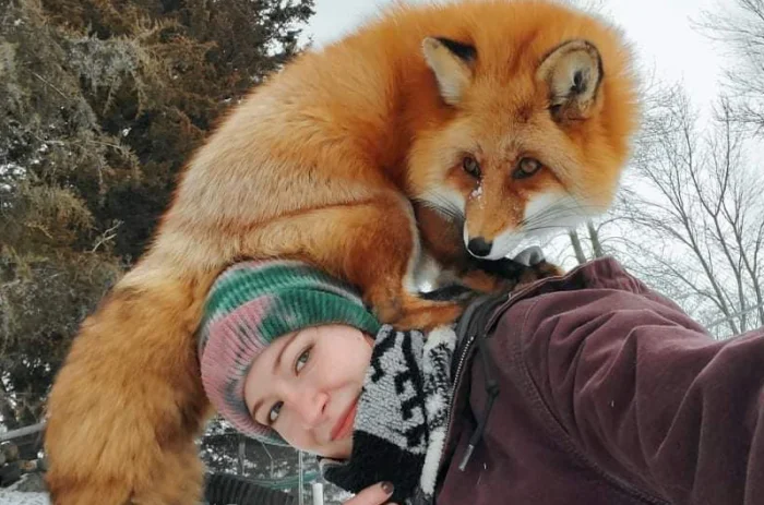 Хотите завести лису? Прочитайте это прежде, чем решитесь