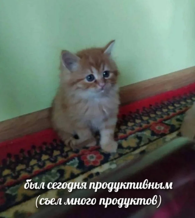 Деградация в баянах