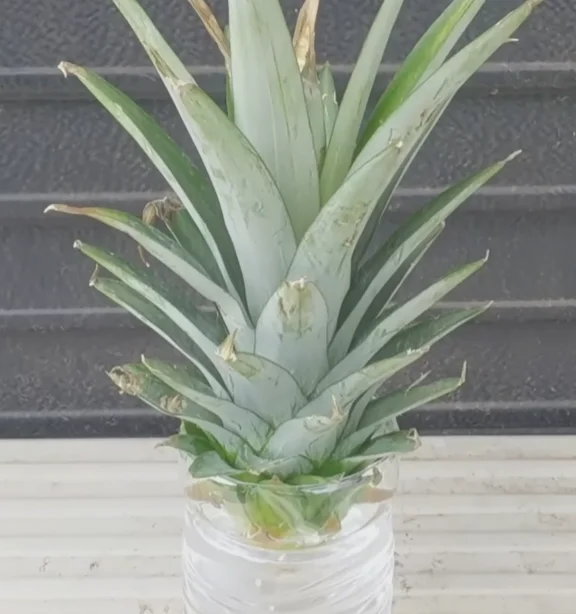 Японец продемонстрировал способ вырастить ананас из обычной ботвы