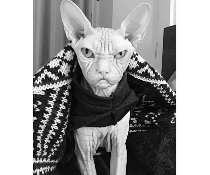 Как кошичкина полиция никчемни забрала