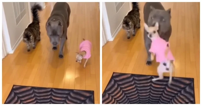 Как собака тестировала новый 3D-пол: видео, которое поднимет настроение