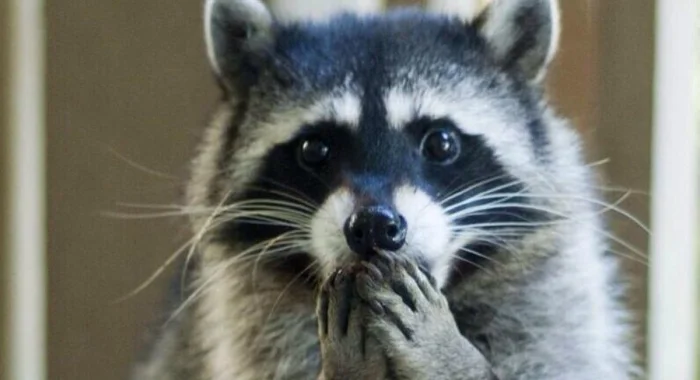 Лысый енот — милый или пугающий? Смотрите сами