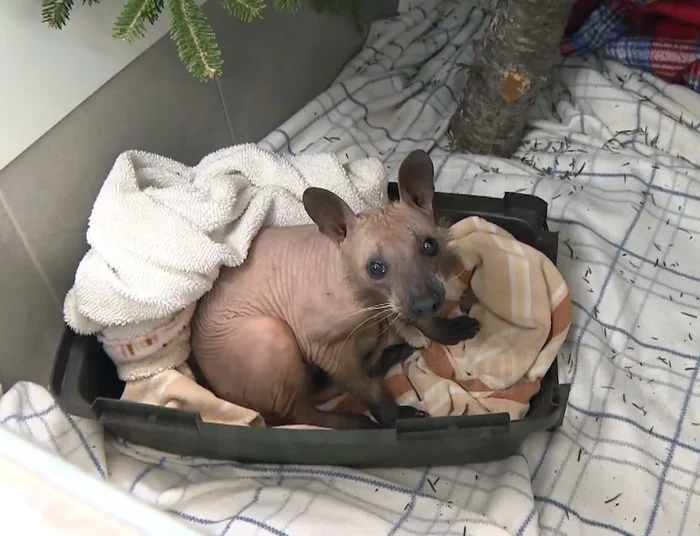 Лысый енот — милый или пугающий? Смотрите сами