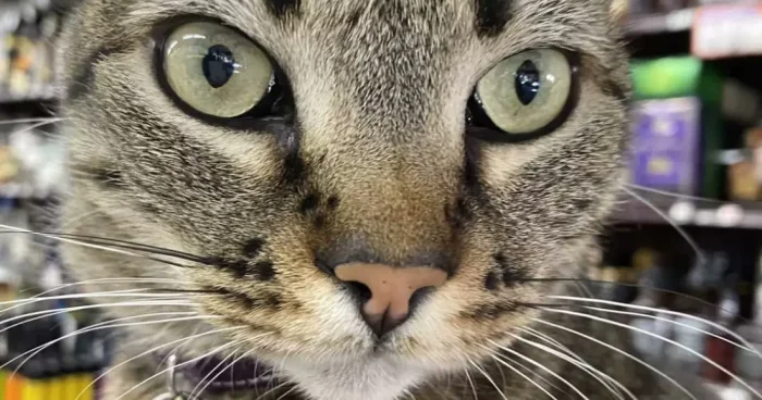 Котики в Китае парализовали работу майнинг-центра