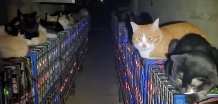 Котики в Китае парализовали работу майнинг-центра