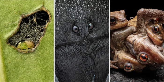 Лягушки, насекомые и яйца: отличные объекты для макрофотографии.