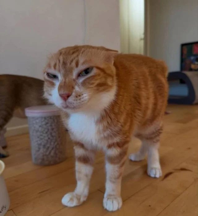 Мемы про котов