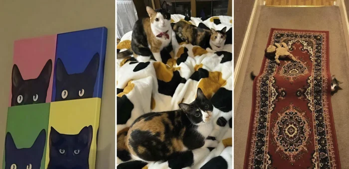 Мастера маскировки: 15 фото, на которых кошки идеально слились с интерьером. Сможете найти всех?