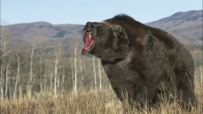 Что скрывает мясо медведя: смертельная опасность под аппетитной коркой