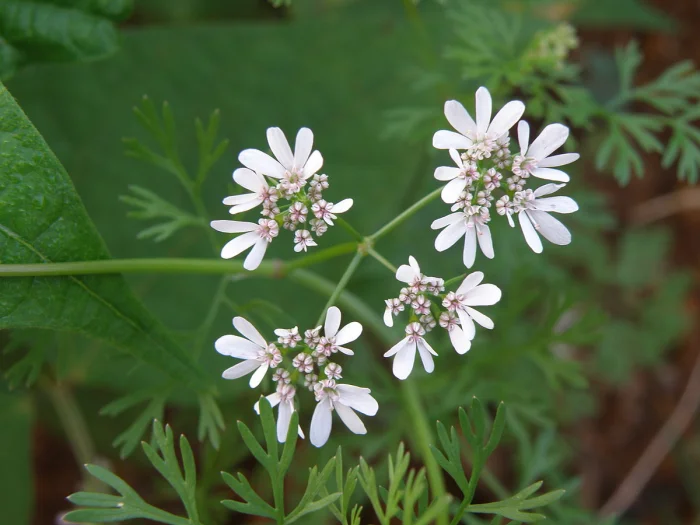 Почему кинза вызывает такие полярные эмоции у людей из разных стран?