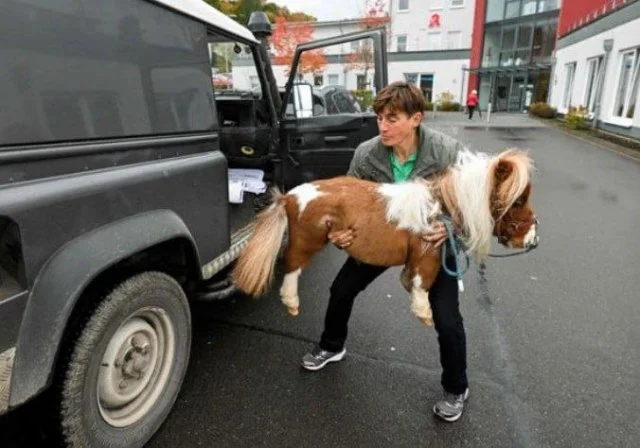 Пумукель — миниатюрный конь-рекордсмен из книги Гиннесса