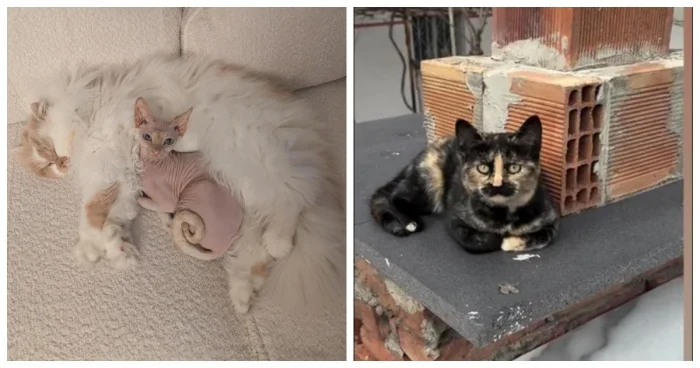 Пушистые архитекторы уюта: 20 фото, доказывающих, что котики незаменимы в доме