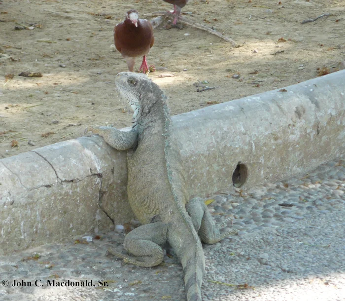 Пушистые захватчики: самые наглые городские животные мира