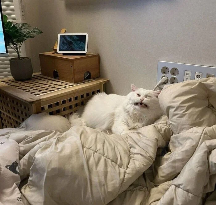 С доброй утрой!