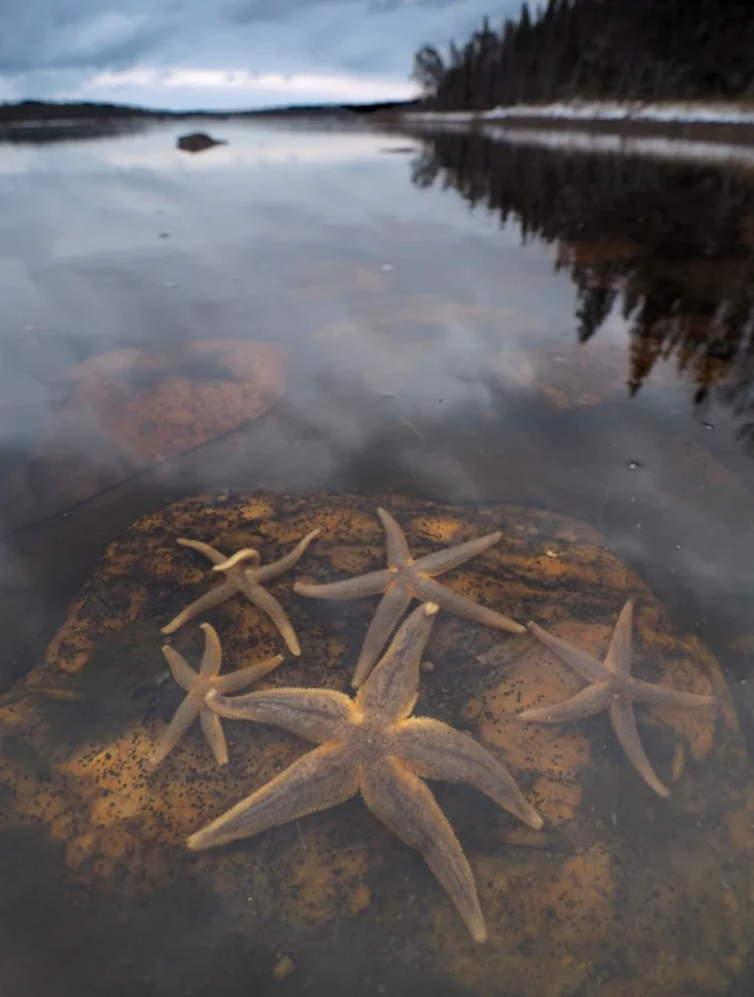 🌟 ШОК! Морские звезды в ледяном Белом море — это реально? Да, и вот где их найти