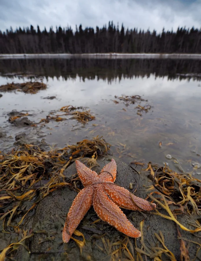 🌟 ШОК! Морские звезды в ледяном Белом море — это реально? Да, и вот где их найти