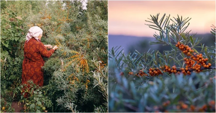 Сибирское золото: почему европейцы вновь влюбляются в облепиху