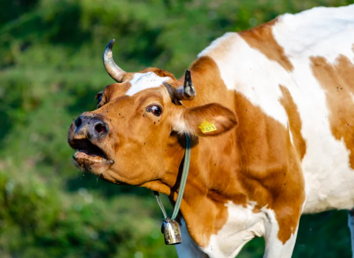 ТОП-30 самых громких животных мира