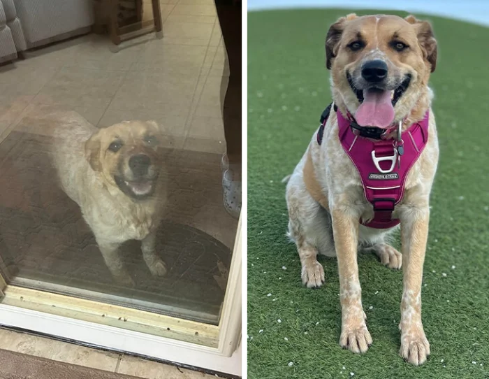 Верное решение: 16 питомцев, которые сами выбрали себе идеальных хозяев