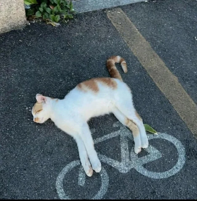 Котиков вам