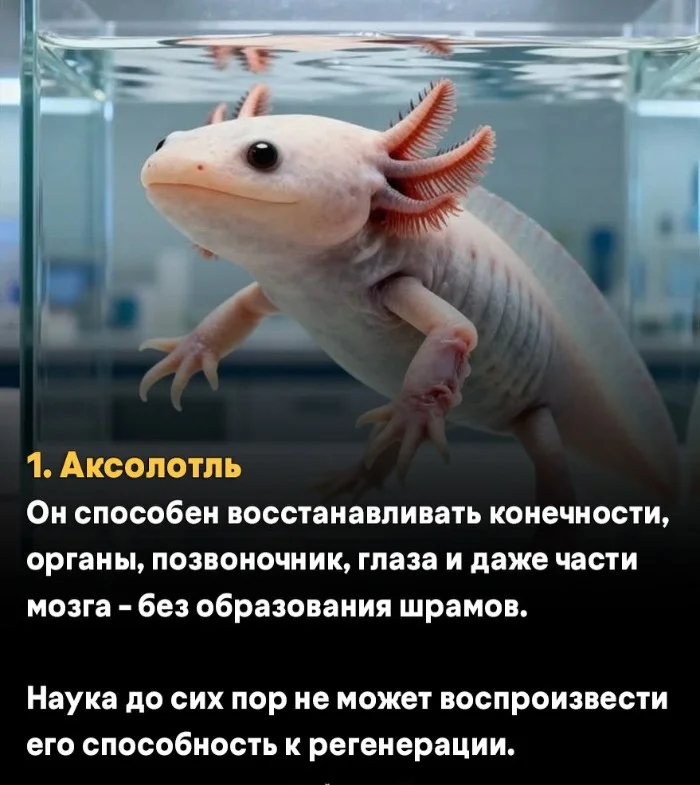 10 животных, способности которых не может объяснить даже наука