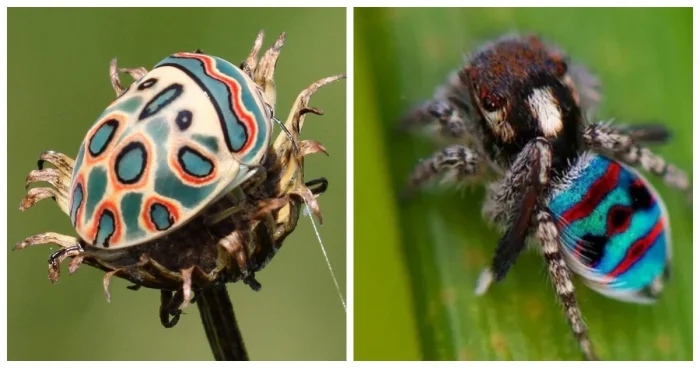 Экзотическая палитра природы: 12 насекомых и паукообразных редчайших оттенков