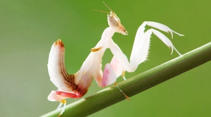 Экзотическая палитра природы: 12 насекомых и паукообразных редчайших оттенков