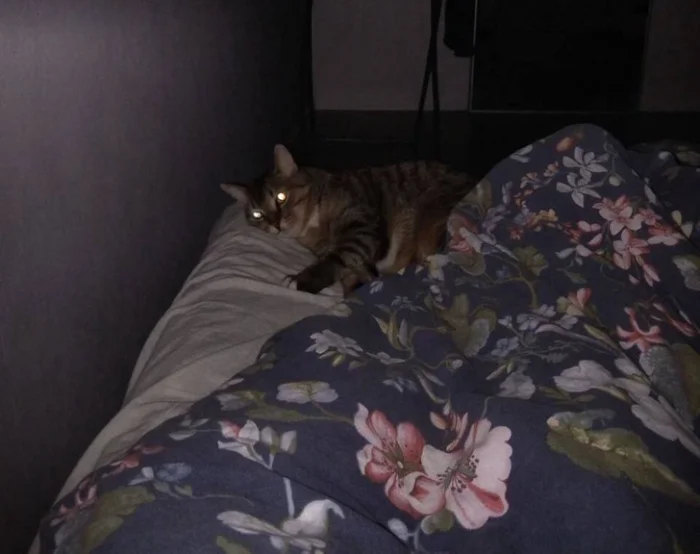 16 питомцев, которые постоянно устраивают шоу!