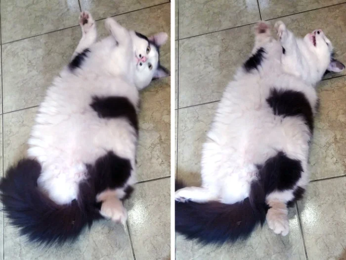 16 питомцев, которые постоянно устраивают шоу!