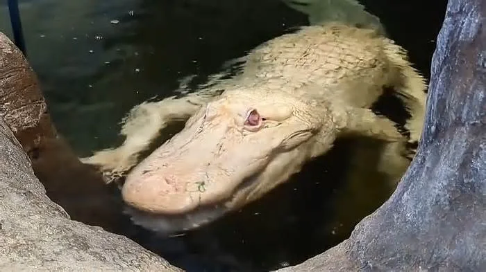 Всем дратуйте! Есть чё вкусненькое пожевать?