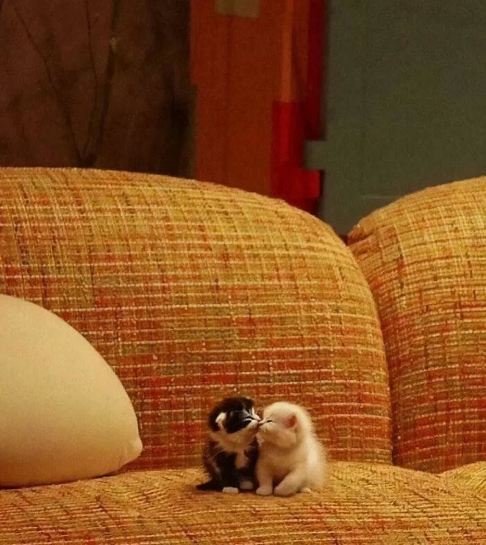 30 маленьких котят, осваивающих большой мир