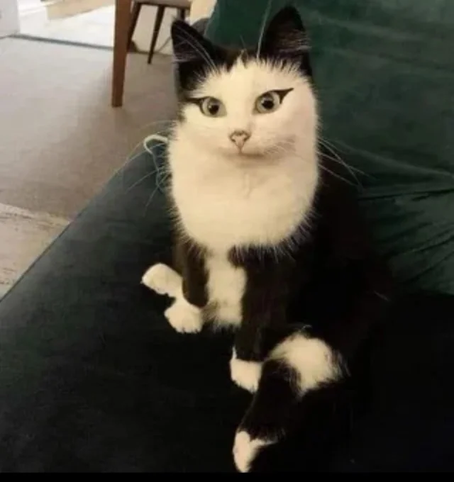 Котиков вам