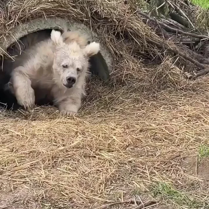 Самые интересные посты Reddit за эту неделю