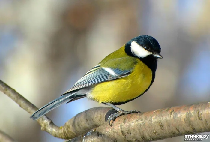 Орнитологи раскрыли шокирующие факты о синицах: они пробивают череп и поедают мозг