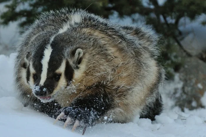 Американский барсук: агрессивный и опасный. Берсерк, способный украсть и закопать корову