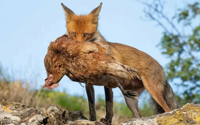 Что ждёт лиса, решившего завести вторую семью