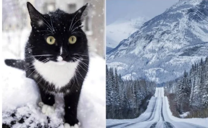 Чудо в канадских горах: кот выжил и был спасен после 5 месяцев!