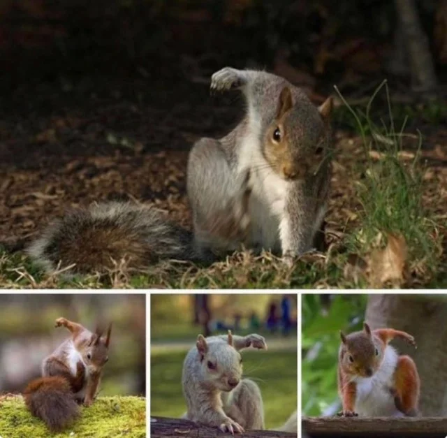 Деграднем с мемами?