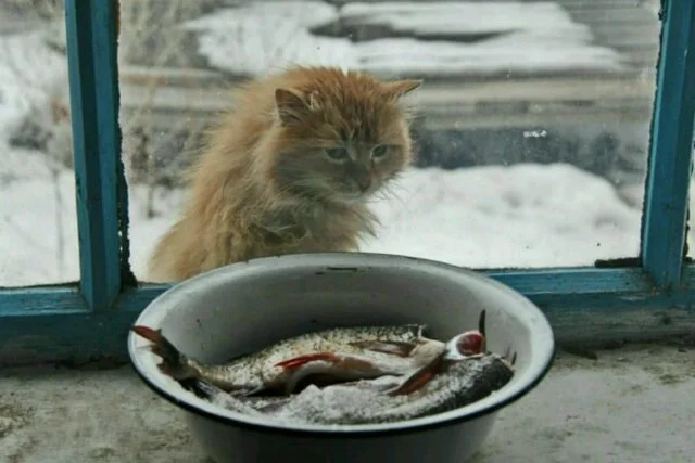 Держи прикольные мемы