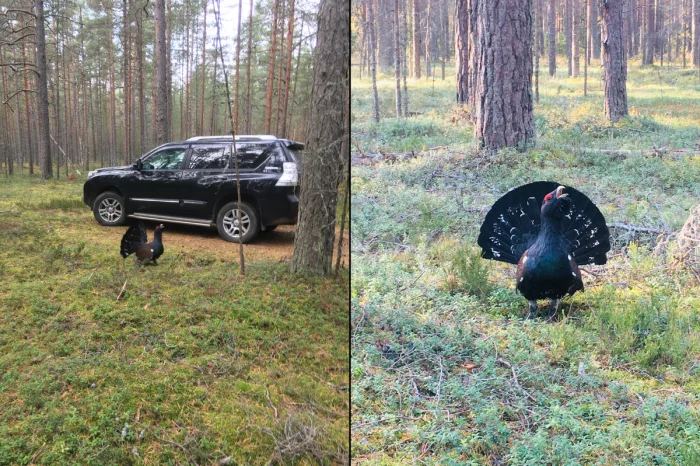 Агрессивный глухарь: почему эти птицы могут атаковать людей на ровном месте?