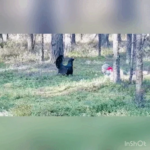 Агрессивный глухарь: почему эти птицы могут атаковать людей на ровном месте?